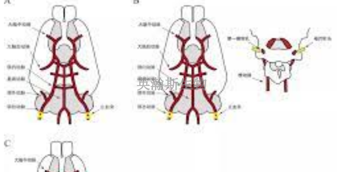 福建MCO脑缺血再灌注模型价格