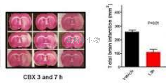 江西靠譜的腦缺血再灌注模型