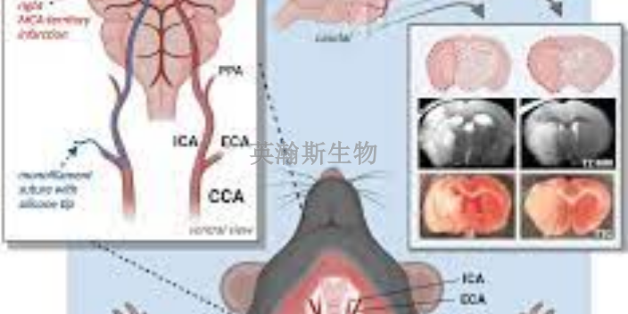 陜西大鼠腦缺血再灌注模型制作,腦缺血再灌注模型