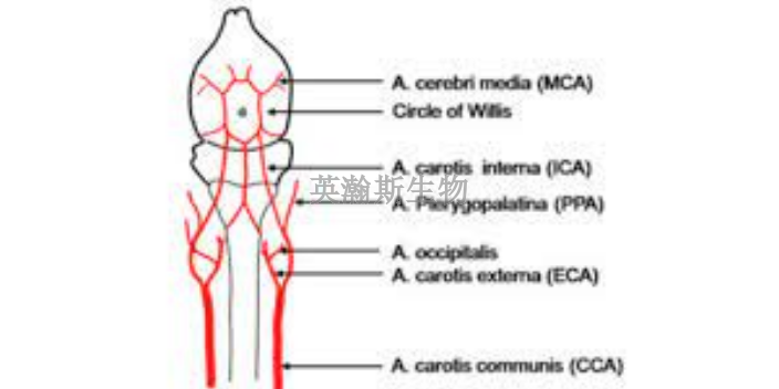 河南小鼠腦缺血再灌注模型,腦缺血再灌注模型