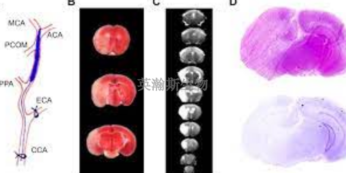 福建小鼠腦缺血再灌注模型檢測(cè),腦缺血再灌注模型