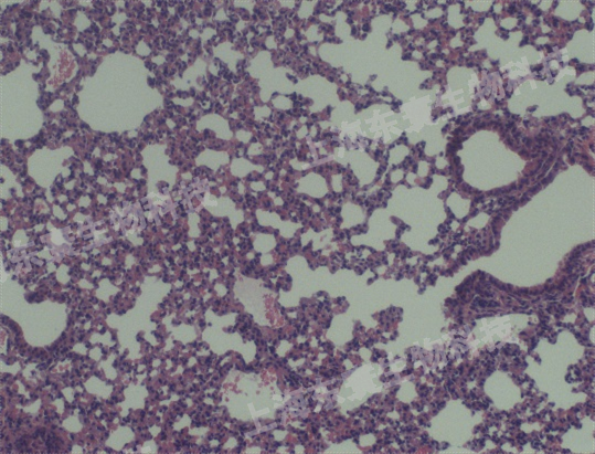 博來霉素誘導(dǎo)急性肺損傷小鼠模型