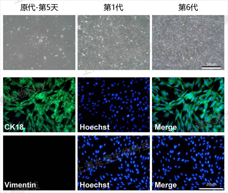 兔原代鼻粘膜上皮細(xì)胞