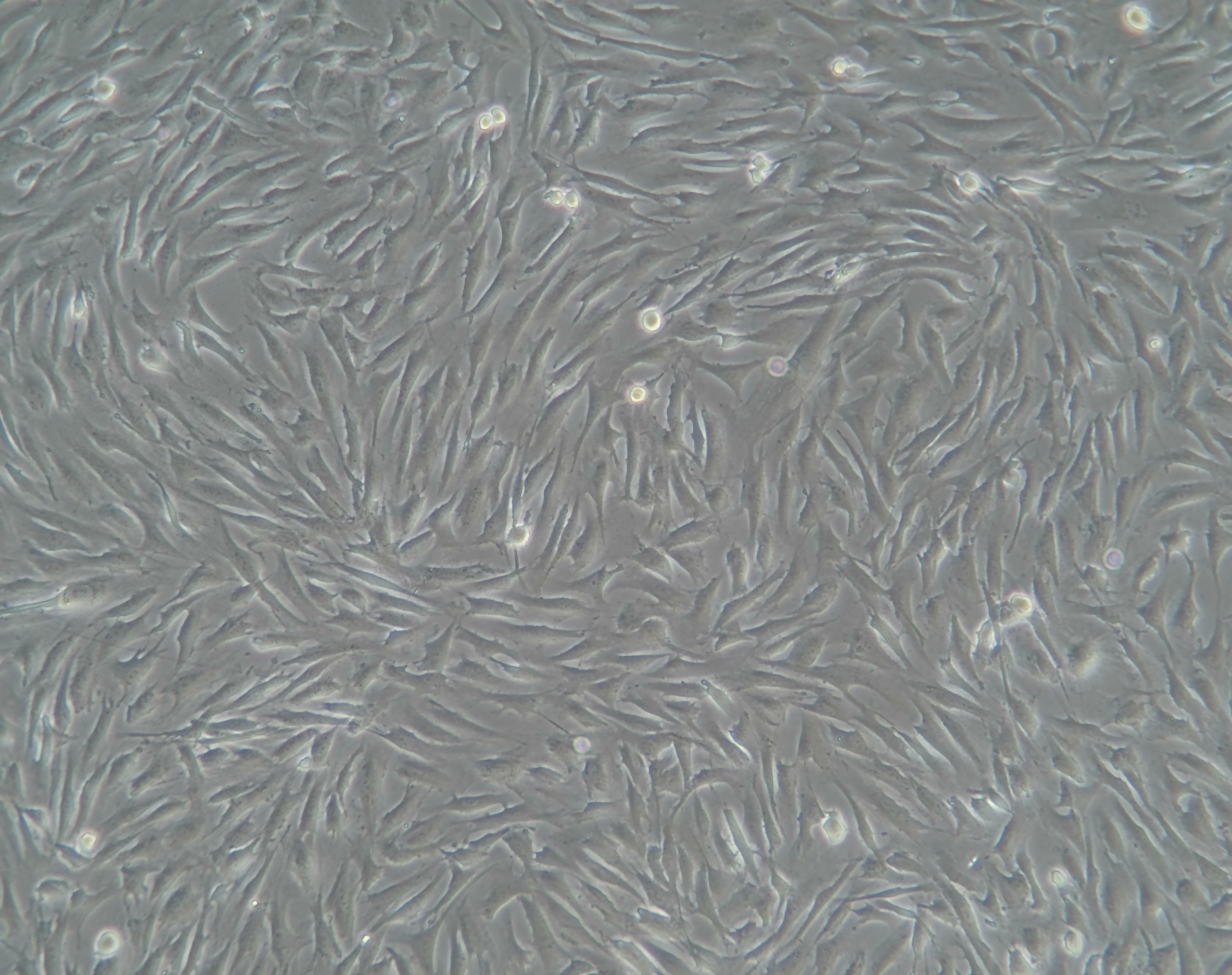 兔脂肪間充質干細胞