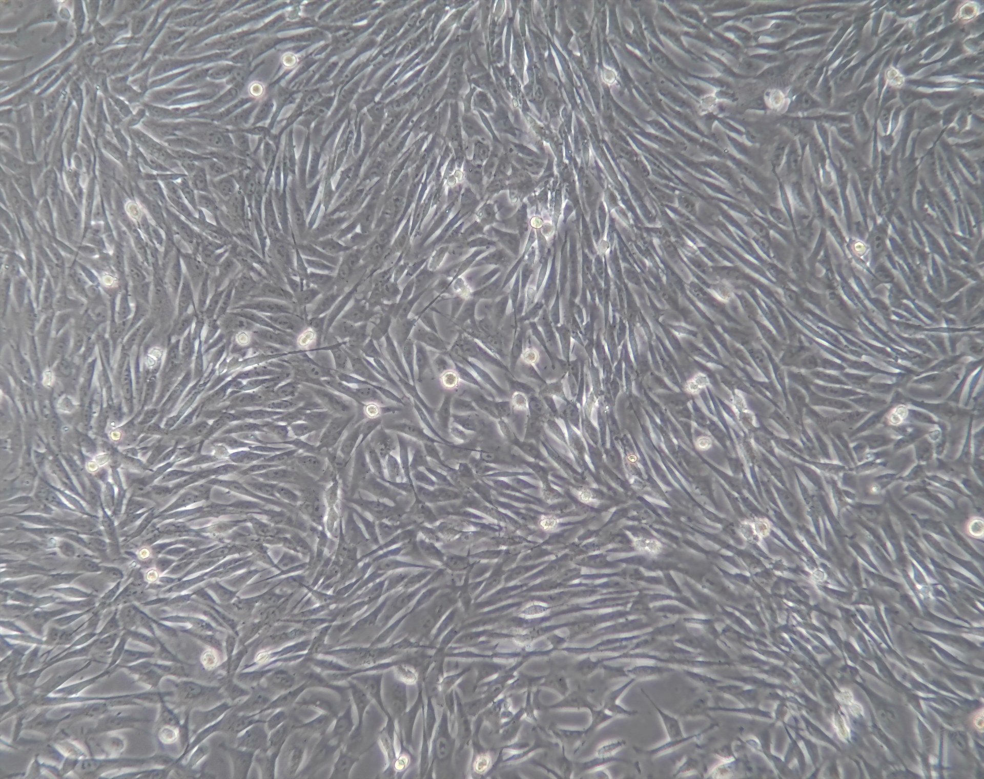兔骨骼肌細胞