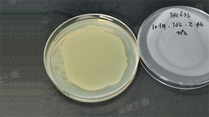 赖氨酸铁琼脂(LIA)预装培养皿,培养皿