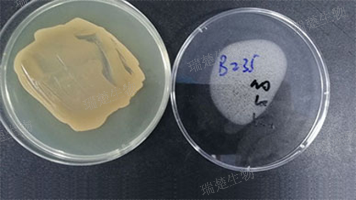 TBA培养皿 信息推荐 上海市瑞楚生物科技供应