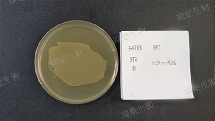 TSA+0.25%青霉素酶培养皿,培养皿