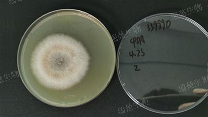 42℃生长试验用培养皿 信息推荐 上海市瑞楚生物科技供应