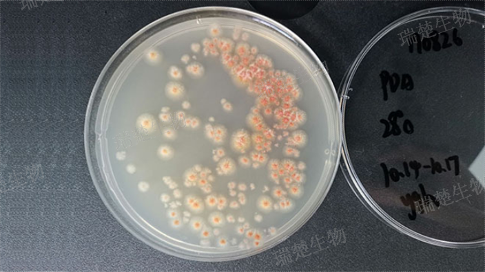 结晶紫中性红胆盐琼脂平板 诚信经营 上海市瑞楚生物科技供应