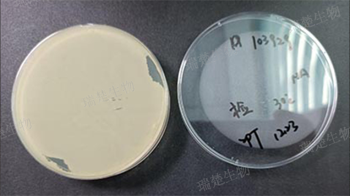 假单胞菌琼脂P平板,培养皿