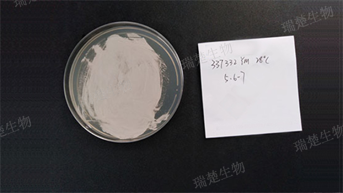 毛藓菌琼脂1号平板 诚信经营 上海市瑞楚生物科技供应