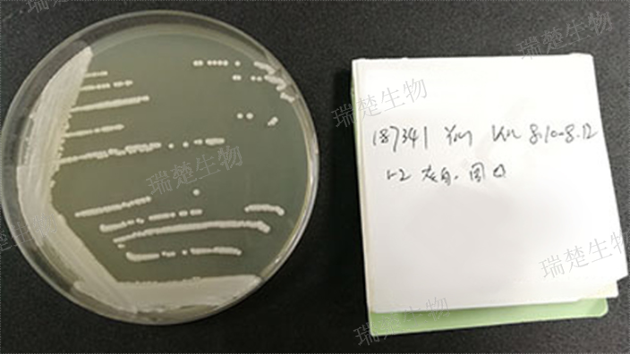 轻唾琼脂预装培养皿 诚信互利 上海市瑞楚生物科技供应