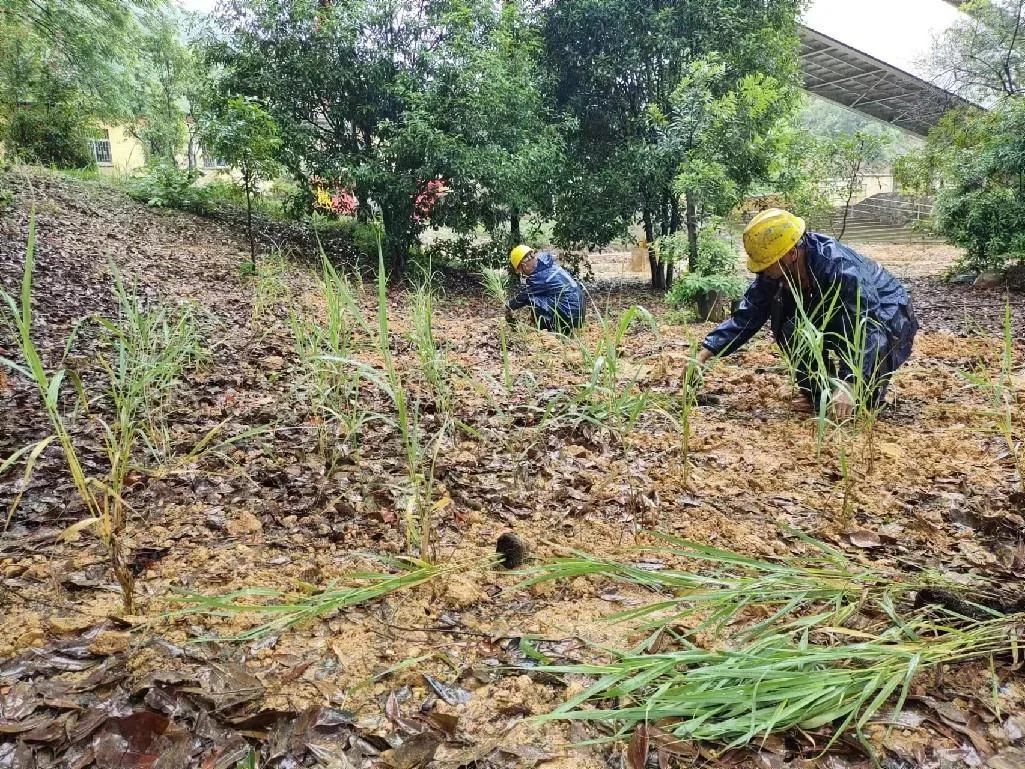 韶關礦山修復金竹草種植基地(PH值2.7)1.png