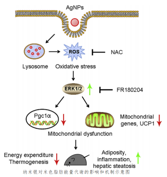 銀納米顆粒抑制米色脂肪功能，促進(jìn)肥胖-2