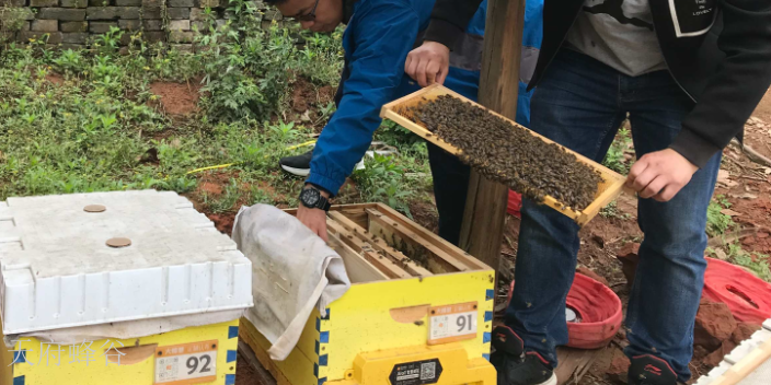 中国智能养蜂建设方案