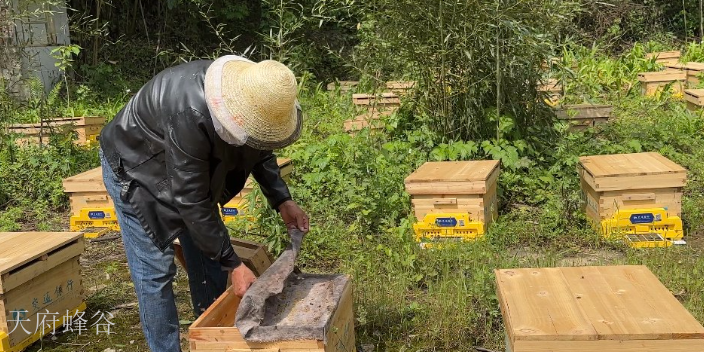 中国智能养蜂技术,养蜂
