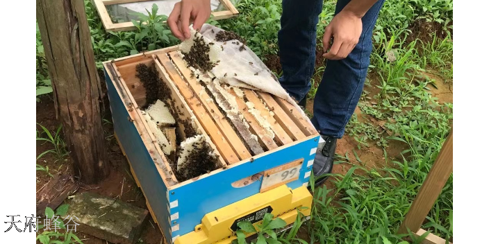 中國物聯網養蜂管理,養蜂