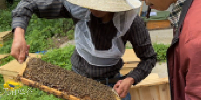 四川AI养蜂教程