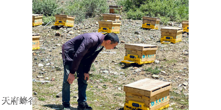 四川移动养蜂平台