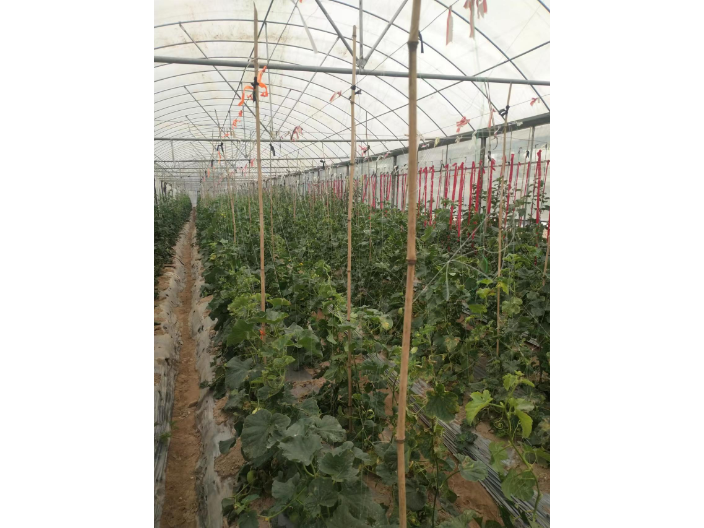 金东区家庭农场是种植蔬菜的吗