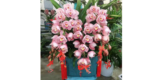 上海工厂花卉租赁市场价格 欢迎咨询 江阴楚天供应