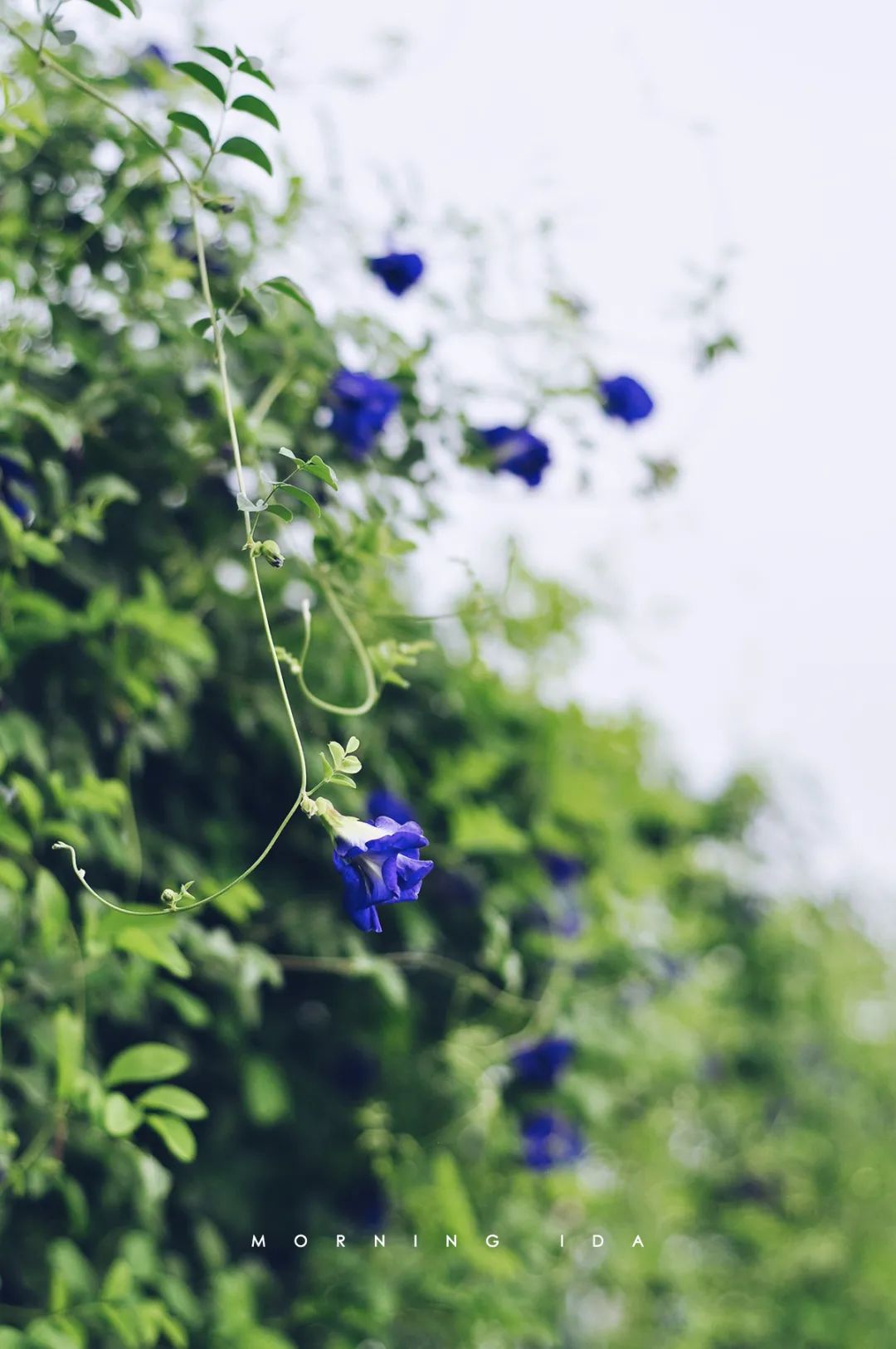 早安植物園.jpg 早安植物園.jpg