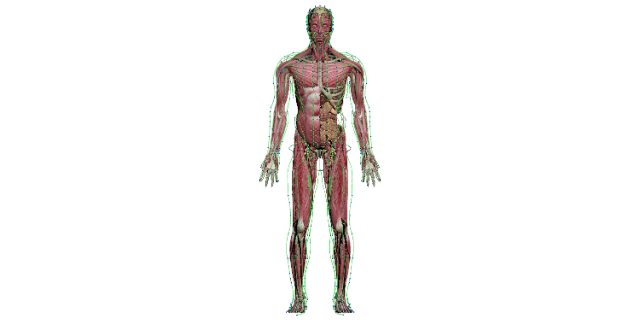 触控一体机虚拟数字人体解剖及腧穴教学系统功能