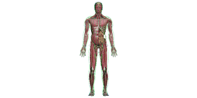 杭州准确虚拟数字人体解剖及腧穴教学系统