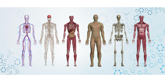 西藏人工智能虚拟数字人体解剖及腧穴教学系统