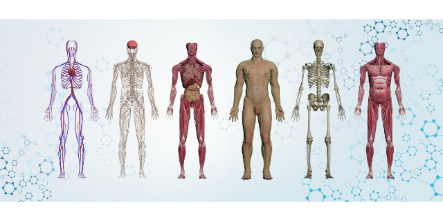 上海简易虚拟数字人体解剖及腧穴教学系统