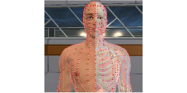 广西3D大屏虚拟数字人体解剖及腧穴教学系统