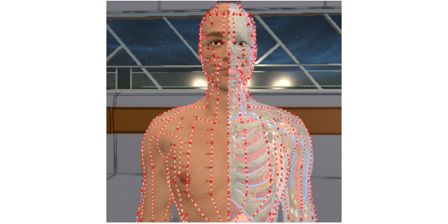 长春沉浸式虚拟数字人体解剖及腧穴教学系统