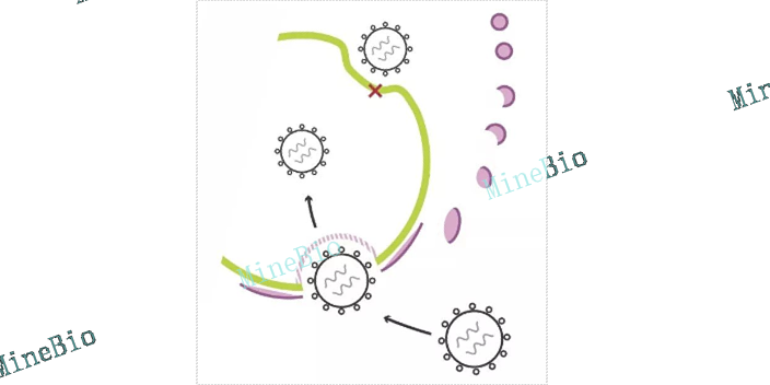 NK细胞慢病毒转导protocol