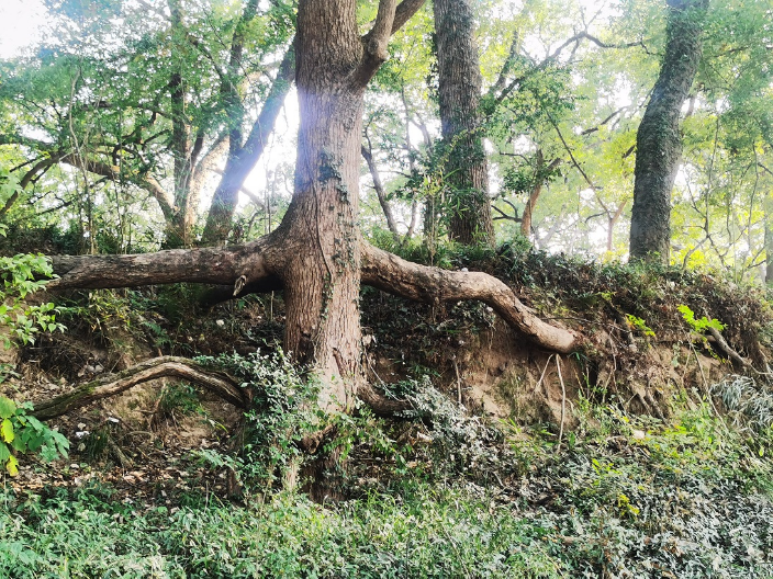 上海營地露營注意事項