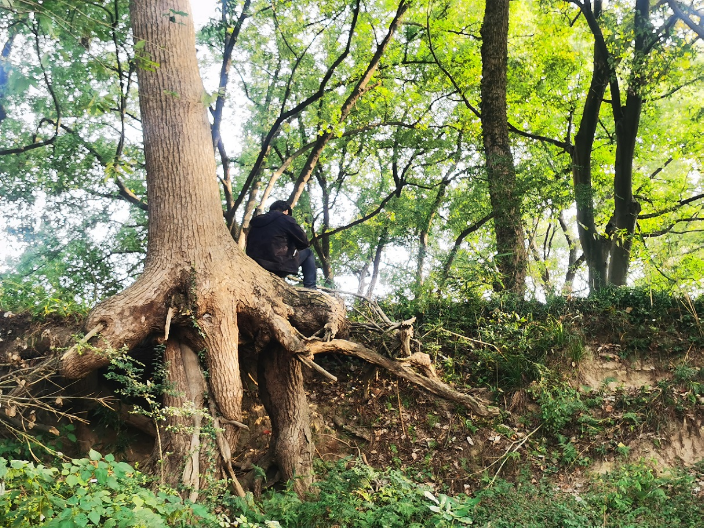 上海趣味露營地點,露營