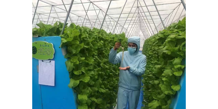 昆明蔬菜无土栽培试验