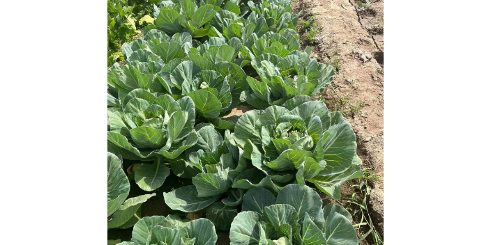 河南鱿鱼蛋白质含量高吗 欢迎咨询 青岛颂田生物供应