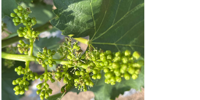 天津普利登鱼蛋白 贴心服务 青岛颂田生物供应