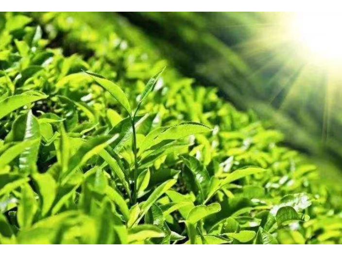 安康原生态绿色有机农业产品 龙山县绿尔康食品供应