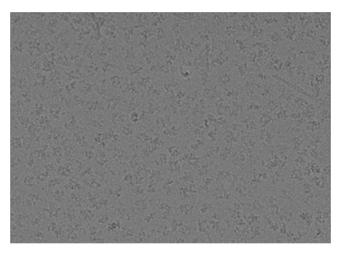 合肥低温冷冻透射电子显微镜技术用途