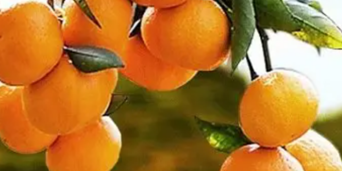 温州橘苗货源充足
