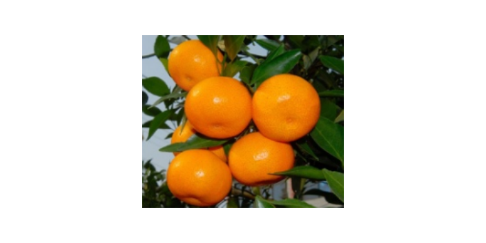 高产橘苗产地 欢迎咨询 台州兰欣果业供应;