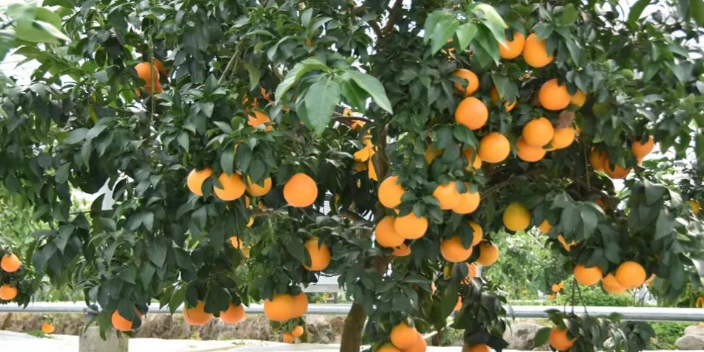 季收橘苗产品介绍,橘苗