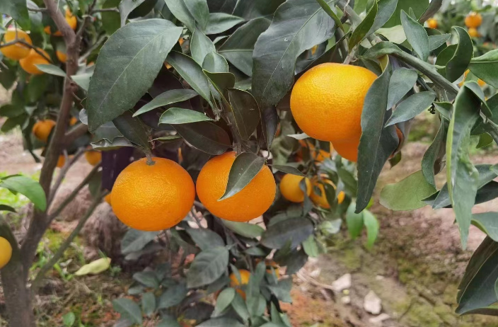 特色橘苗种类,橘苗