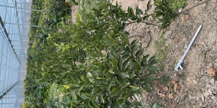 鹰潭柑橘苗种类
