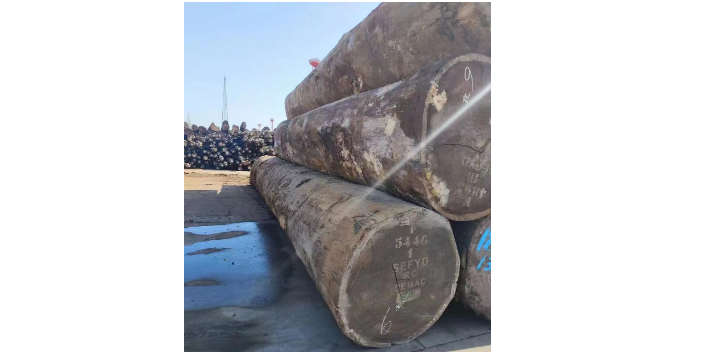 新疆绿柄桑厂家现货 服务为先 张家港广润木业供应;