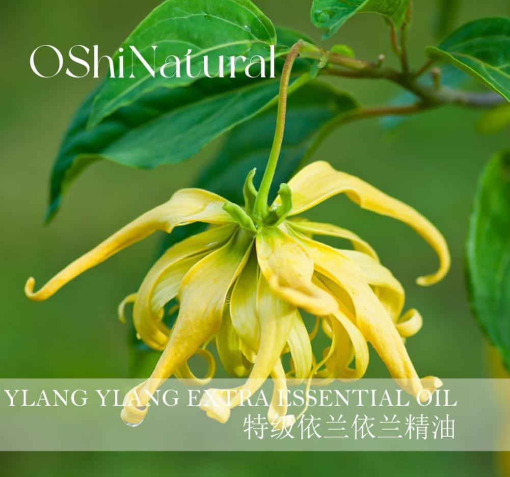 有机一号依兰依兰精油丨OShiNatural 自然欧植