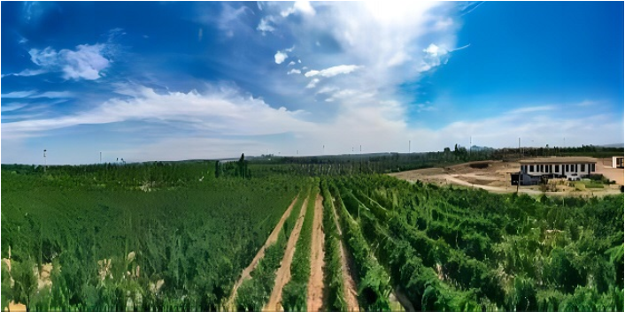 广西贺兰山东麓葡萄酒产区种植技术 欢迎来电 宁夏华昊酒庄供应