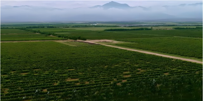 寧夏賀蘭山東麓葡萄酒產區一般多少錢 歡迎來電 寧夏華昊酒莊供應